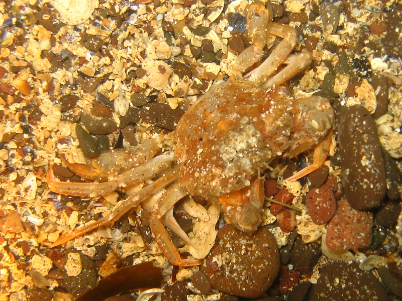 2009-05-23 St Abbs 093.jpg